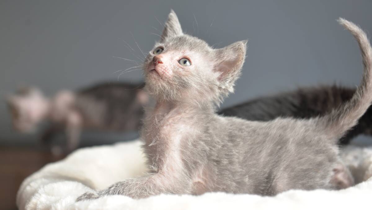 HAIR-RAISING: This kitten is one of the newest members of the extremely rare Lykoi species, better known as ‘‘werewolf cat’’. Picture: Brodie Weeding
