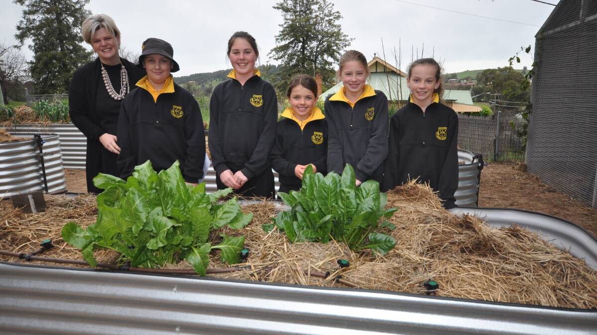 Canowindra Public School will use CVO EnviroSmart Grant to make improvements to vegetable garden.