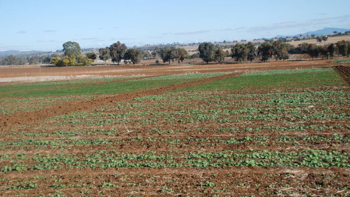Rainfall is needed for wheat and canola crops in Canowindra.
