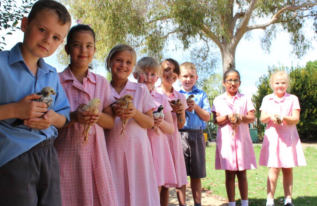 Year 2 students from St Edward's Primary School proudly display the chickens they have been raising since they hatched a few months ago. 