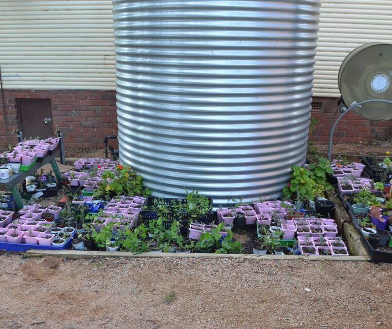 The variety of seedlings prepared by Canowindra Public students during garden classes, where students learn about waste mitigation. 