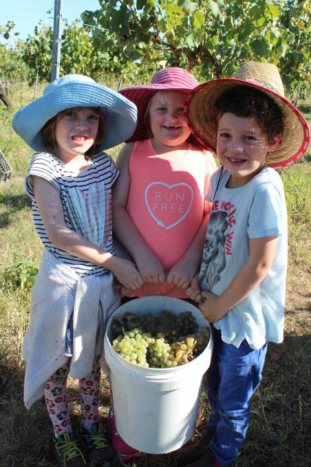 Grace Dearsley, Adelaide Potts and Jack Dearsley lend a helping hand to the Windowrie grape harvest.