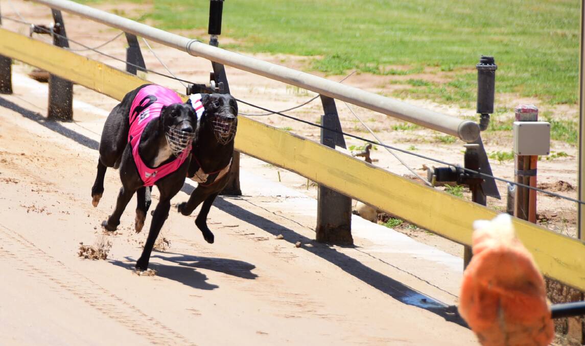 Lucky Thirteen (pink rug) speeds to victory at Dubbo's Dawson Park on Thursday. Photo by Belinda Soole.