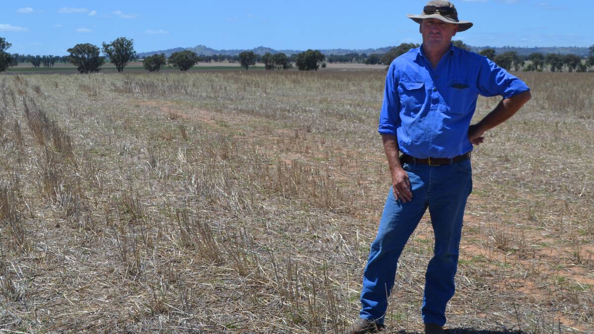 Chris Groves says the recent rainfall has helped out summer crops and is a relief for farmers in the region.