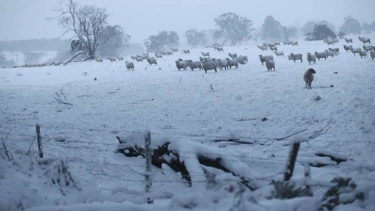 Cold comfort farm: Cows seek shelter from the snow in a paddock near Jenolan Caves. Photo: Nick Moir
