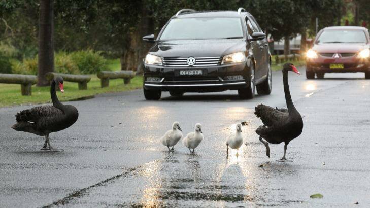 Good weather - for this pair of black swans and their cygnets as they cross the road in Centennial Park. Photo: Peter Rae