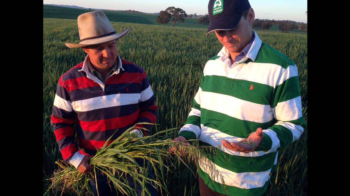 Cranbury landcare members Matt Pierce and Alex Nash with a black oat plant found in a wheat crop inspection