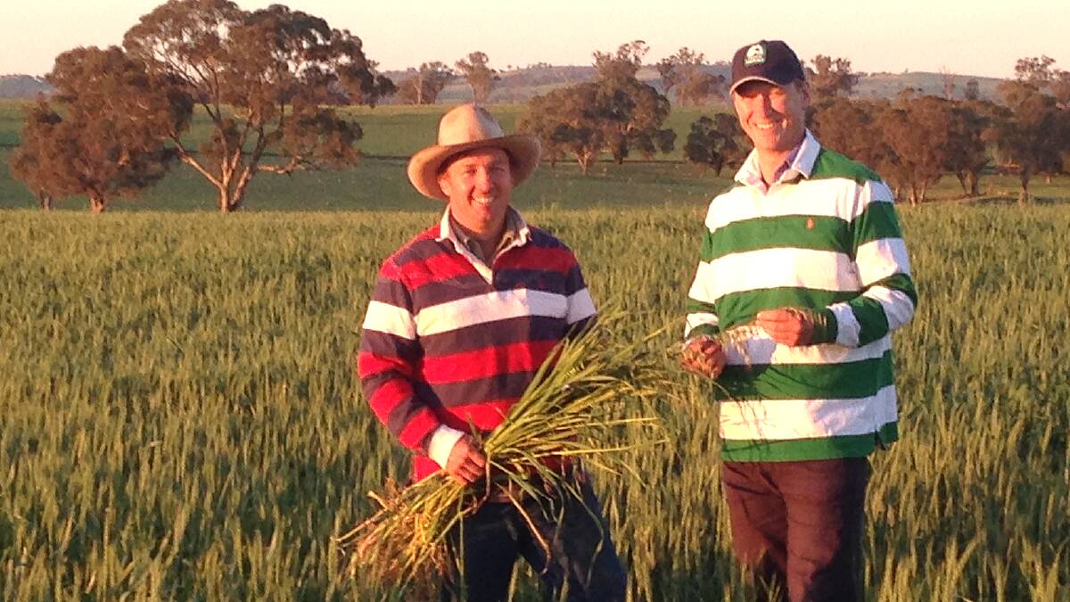 Cranbury landcare members Matt Pierce and Alex Nash with a black oat plant found in a wheat crop inspection
