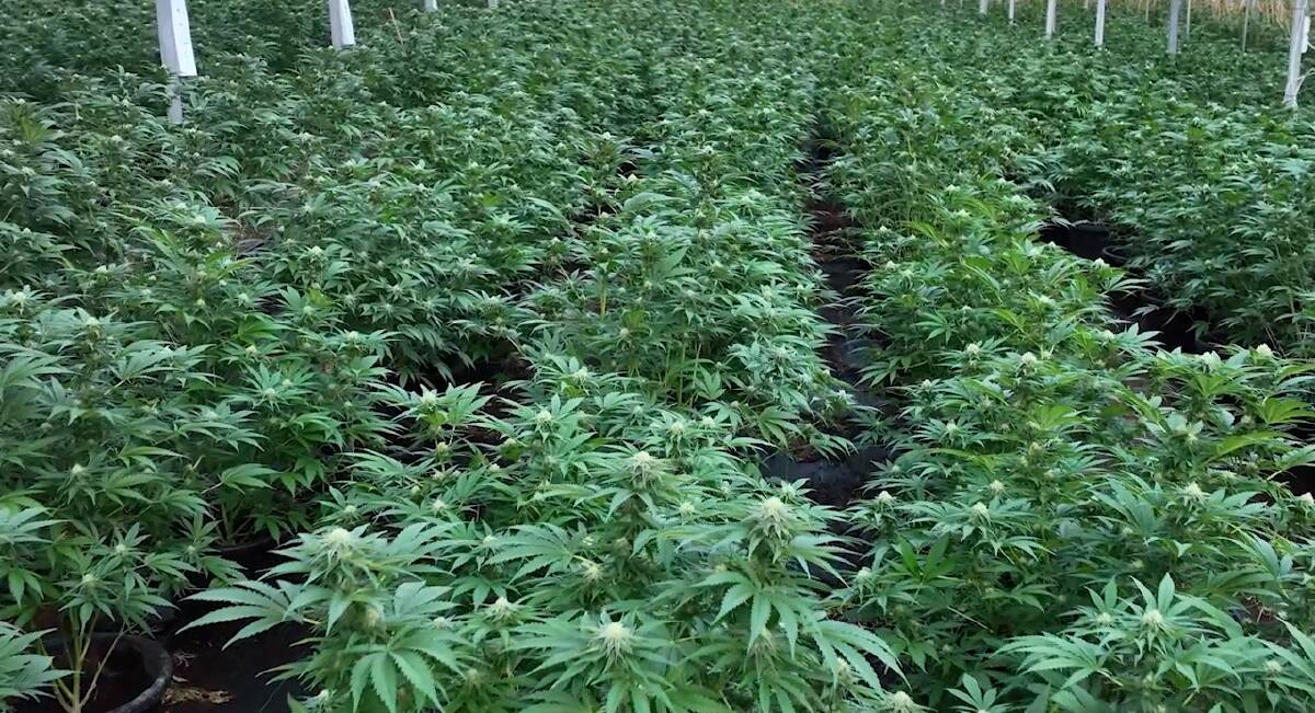 Queensland Police seized 2320 cannabis plants during the week of action. Picture via Queensland Police