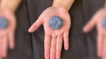 The record-breaking blueberry weighed in at 20.40 grams. Picture supplied by Costa Group
