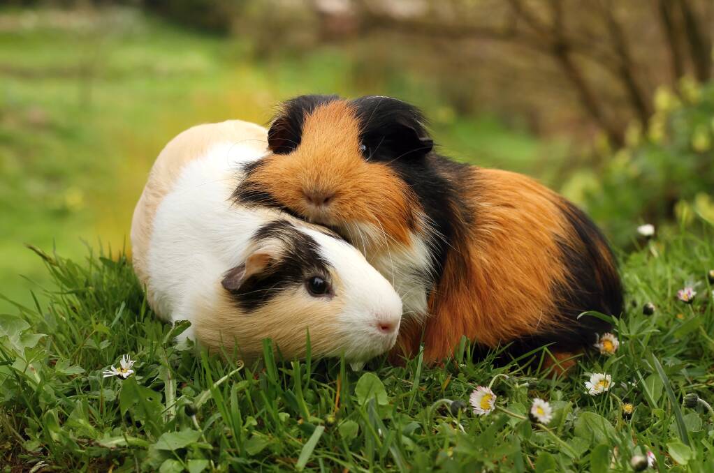 HAPPY TOGETHER: Guinea pigs are most comfortable when kept with compatible guinea pigs.