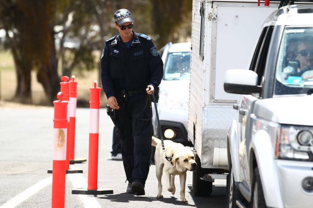 ON DUTY: NSW Police Force Dog Unit officer Jared Rodger and Bear checking cars entering Mount Panorama for the Bathurst 1000. Photo: PHIL BLATCH 100717pbdog2