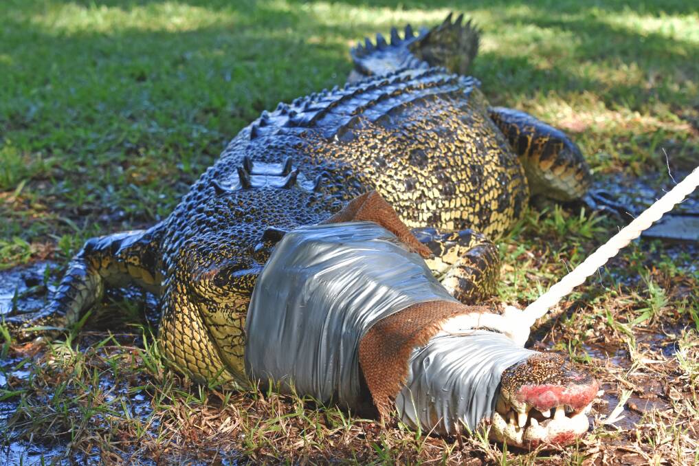 "This isn't the biggest saltwater crocodile going around but it'd still eat you no worries, see you later."