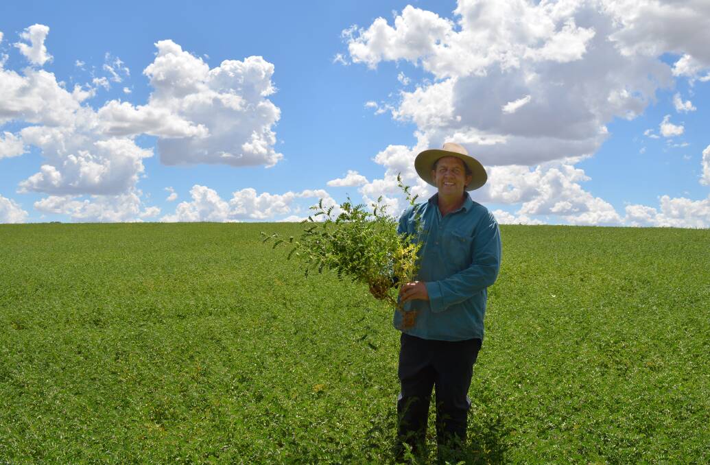 INSPECTION: Brett Ryan on Rockvale, Barry, inspecting his spring-sown chickpeas last month.
