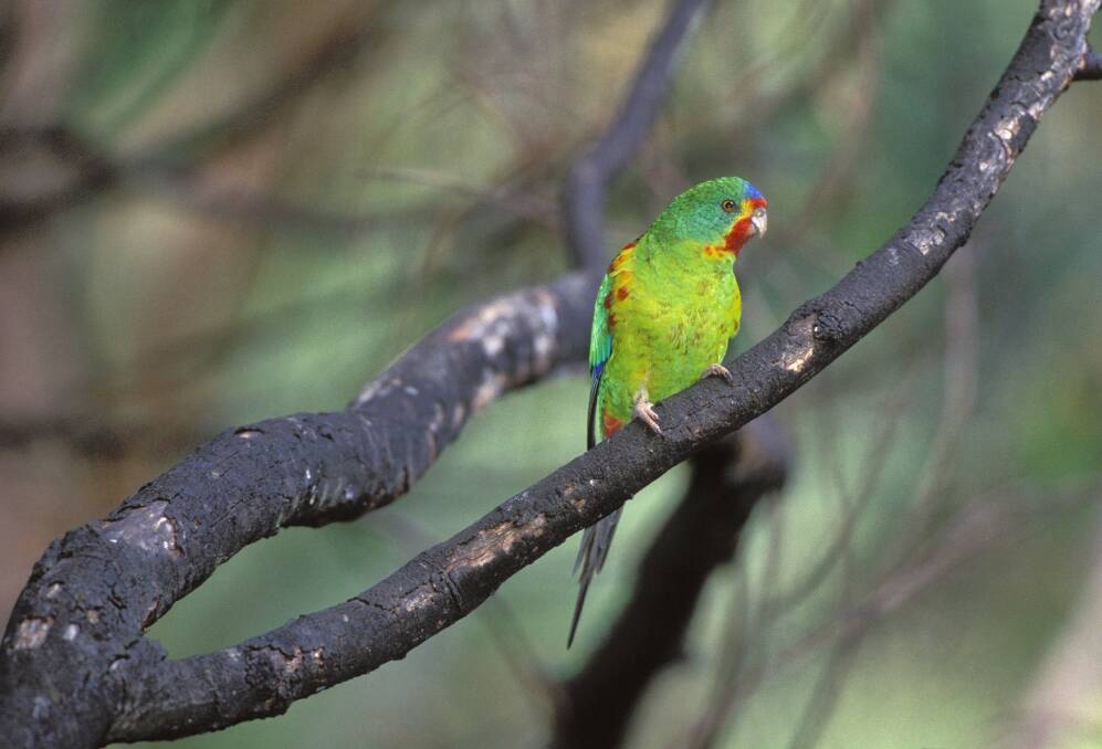 STUNNER: A workshop in Eugowra will shine a spotlight on the Swift Parrot. Picture: DAVE WATTS DPIE