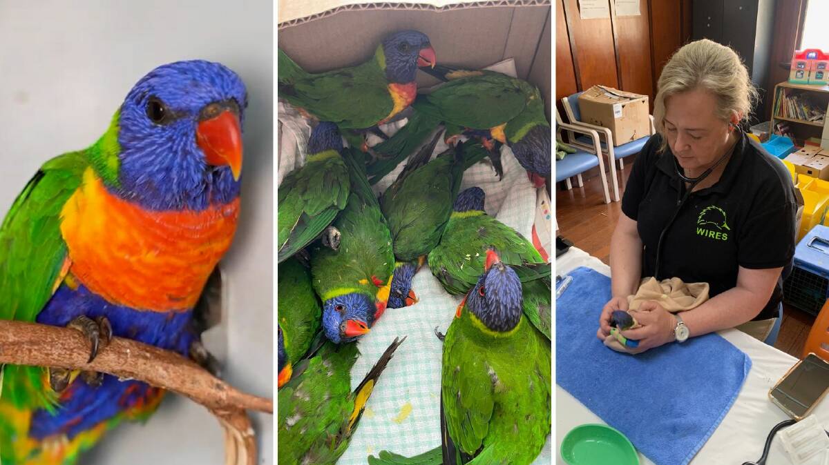 Dr Tania Bishop (far right) rehabilitates a sick bird in Grafton, NSW in February 2024. Pictures via WIRES and RSPCA Queensland