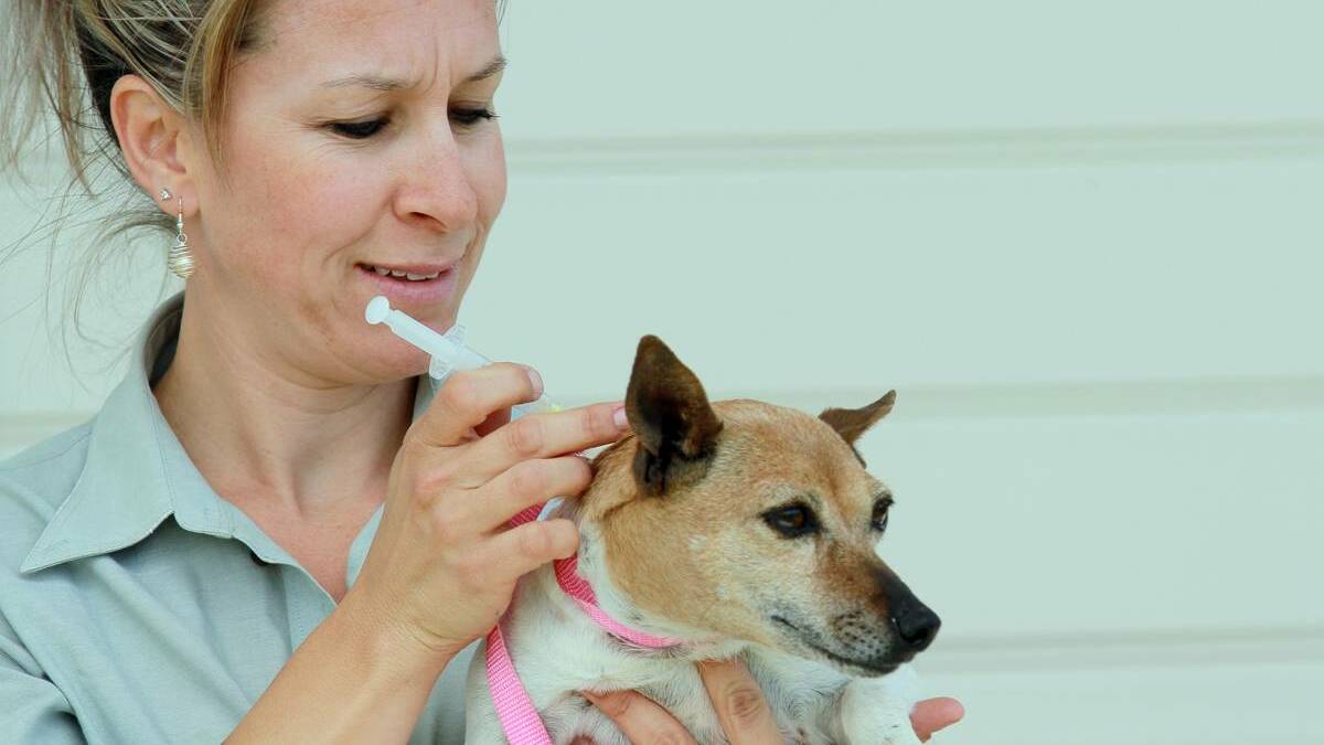 Free microchipping for pets is being offered in Canowindra.