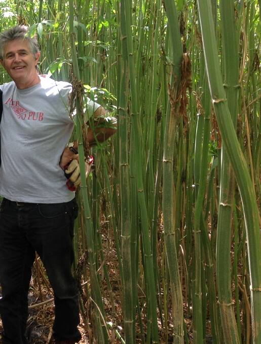 Charles Kovess in a trial crop of industrial hemp. Mr Kovess will address the meeting in Canowindra this week.