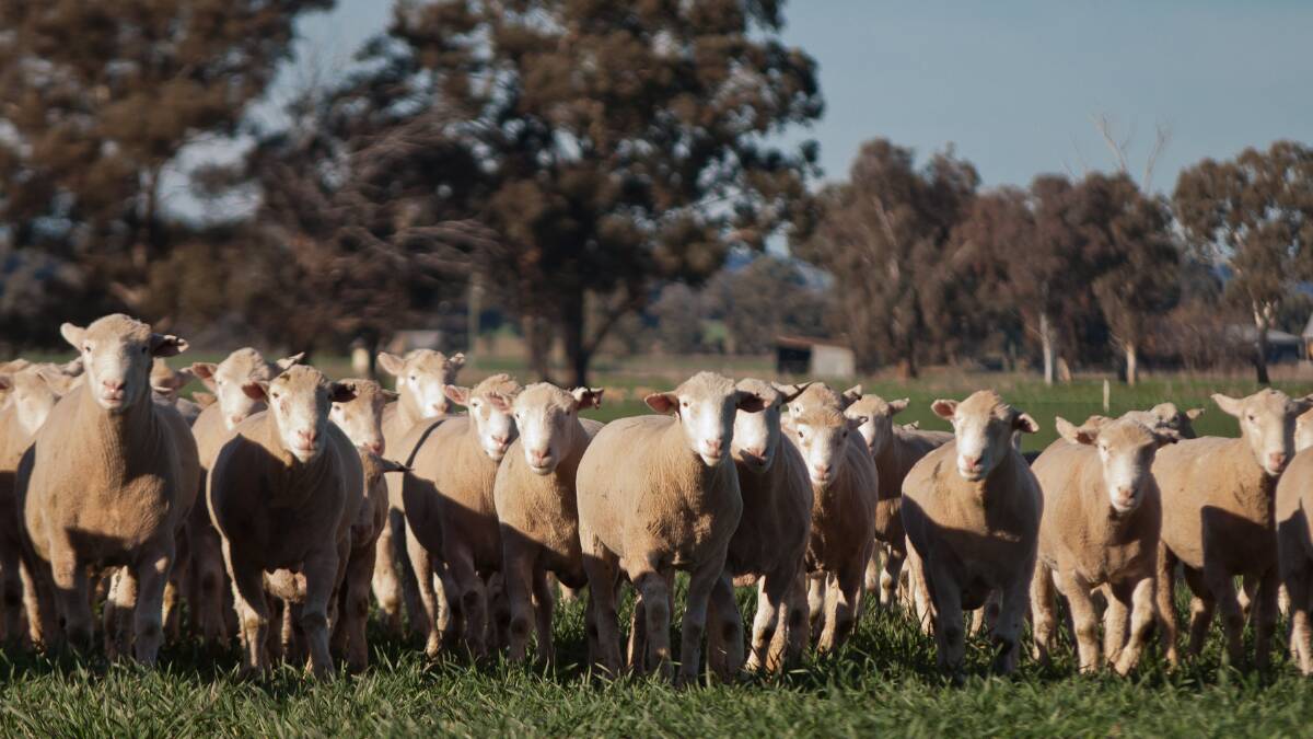 Goonigal Poll Dorset is welcoming buyers to its ram sale on August 29. Photo Federation Fotos.
