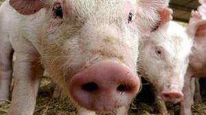 Neighbours don't want piggery project