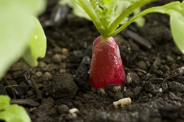 A radish pokes it head out from the soil. Picture: Alan Benson
