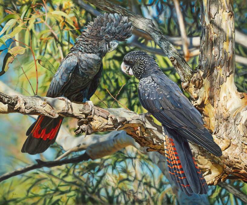 Stephen Jesic's painting called Rendezvous, of a pair of Red-tailed Black Cockatoos. 
