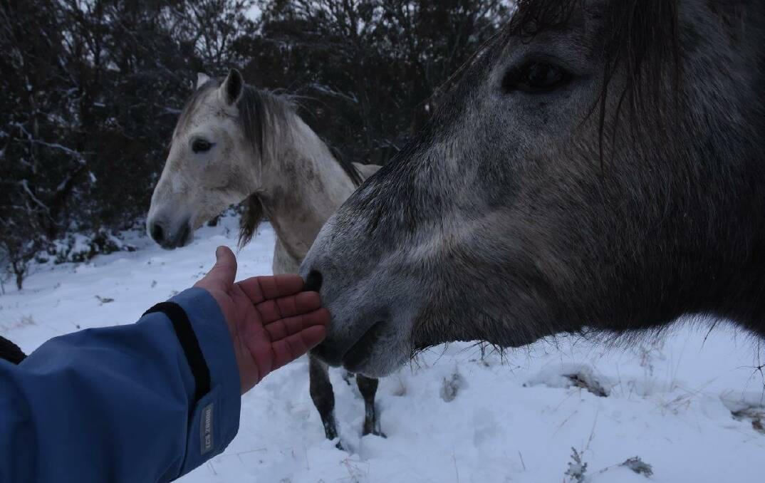 Claims of 'indifference' as wild Snowy horses die in drought