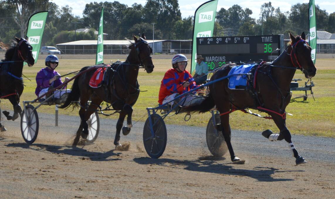 FEATURE RACE HOPEFULS: St Julien (front) and Royal Feeling (back) will be ones to watch in Sunday's $12,000 Forbes Diggers Harness Racing Club Final. Photo: Kristy Williams.