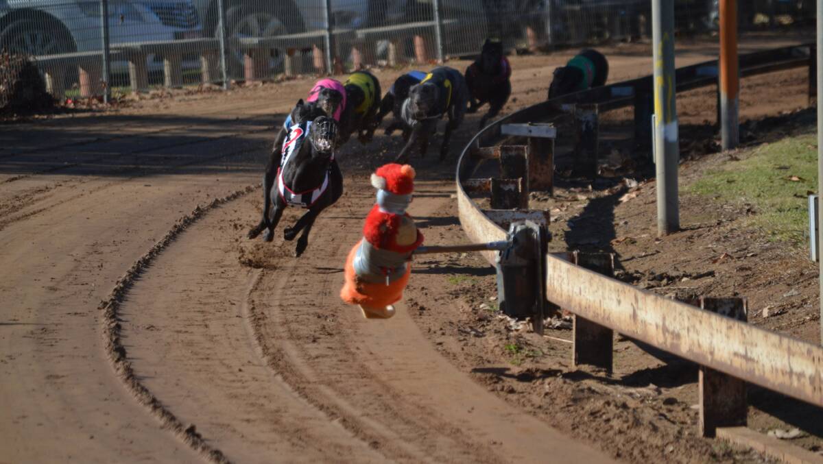 Monster Black leads the field past the post at a greyhound race meeting at Cowra earlier during June. The Trevor Bermingham-trained dog has won three from three.