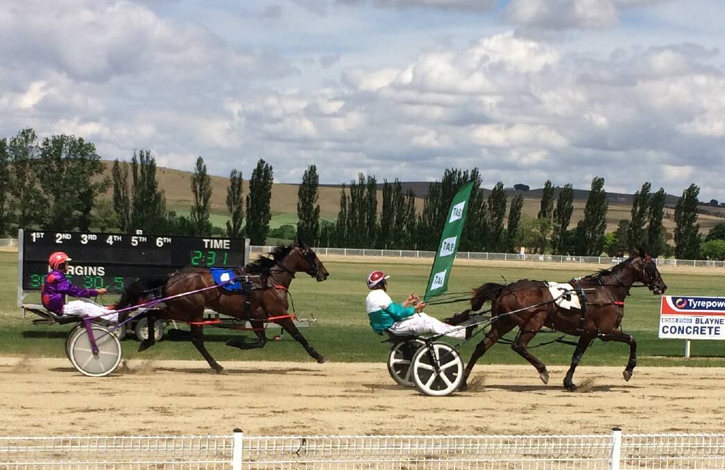Allnight Mlady finishes second for Tom Finn in his debut drive at Blayney on November 12.