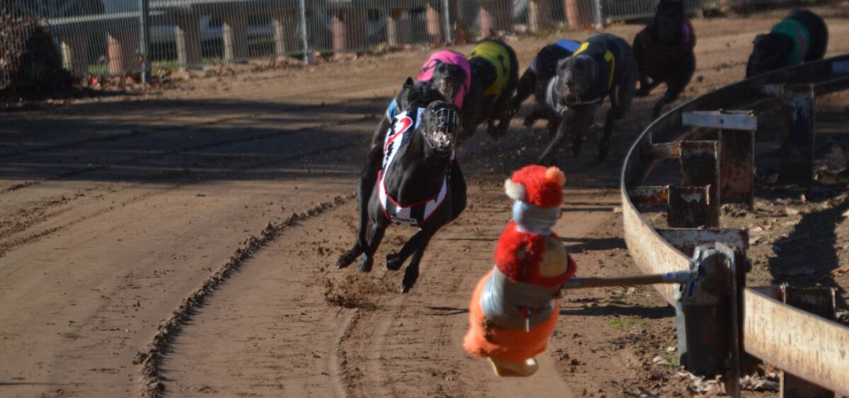 Canowindra greyhound Monster Black will turn out for start 74 on Saturday at Sid Kallas Oval.