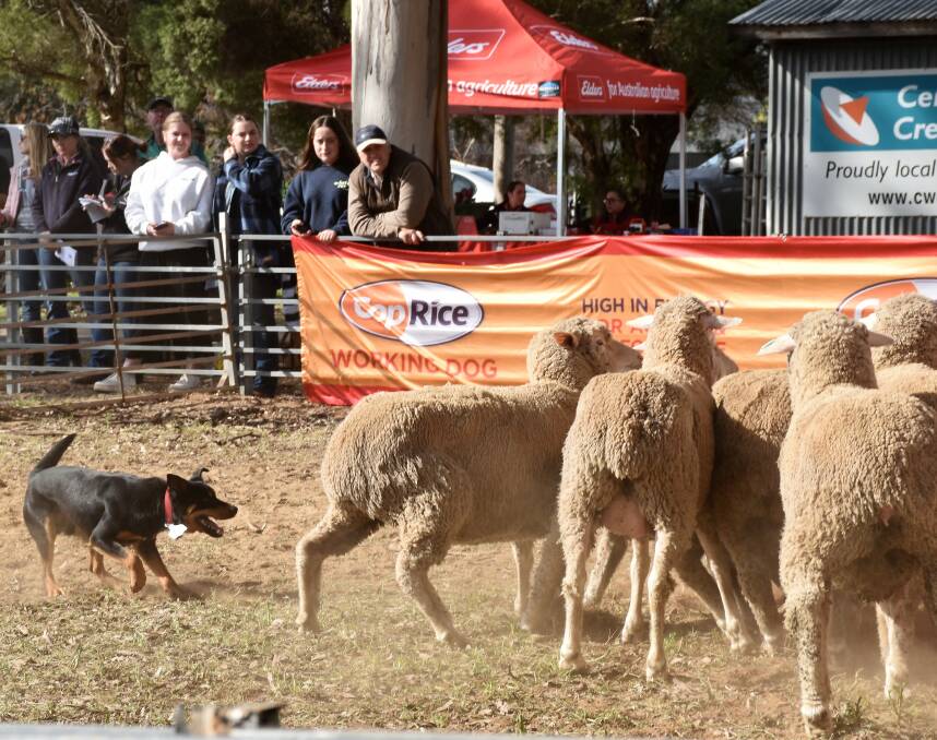 Canowindra is set to have an influx of working dogs showing off their skills on Saturday November 4 for the return of the Canowindra Yard Dog Trials. File photo.