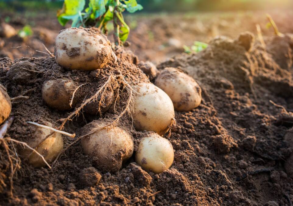 You can grow your own spuds just about anywhere. Picture: Shutterstock.