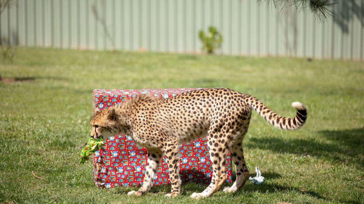 The National Zoo and Aquarium celebrated Christmas early this year with a special morning of surprises for the animals.