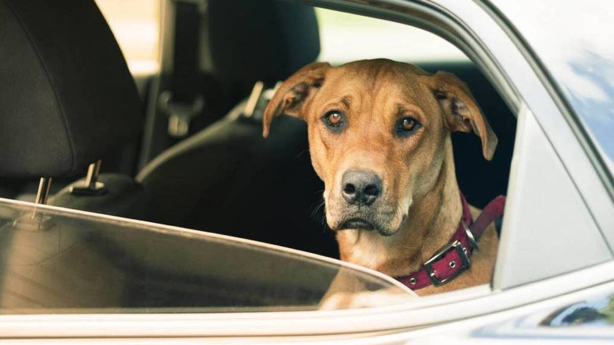 You should never leave you pet in a car. Image: Shutterstock.