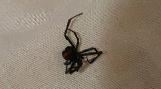 The redback spider was a little worse for wear when Christian Smith found him in the bed.