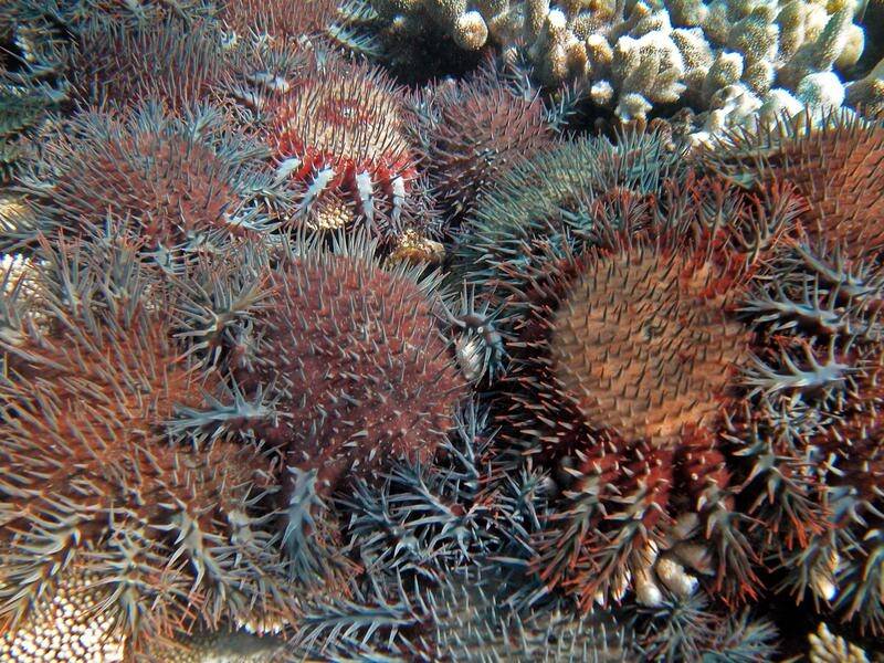 A study suggests there are fewer crown-of-thorns starfish on reefs with more predatory fish.