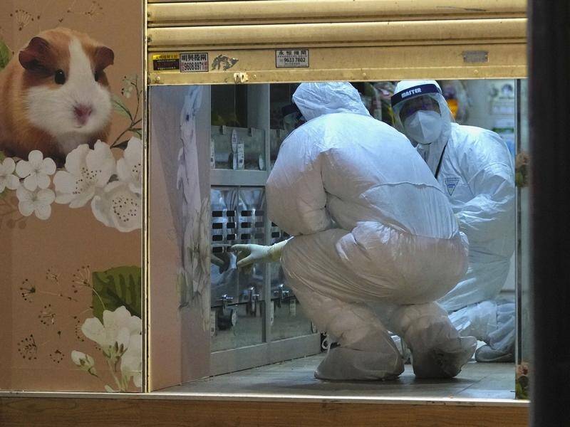 Hong Kong authorities ordered a cull of hamsters after a COVID-19 outbreak at a pet shop.