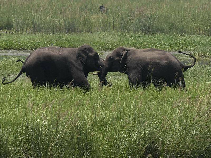 Lightning is suspected to have killed a herd of 18 elephants in northeastern India.