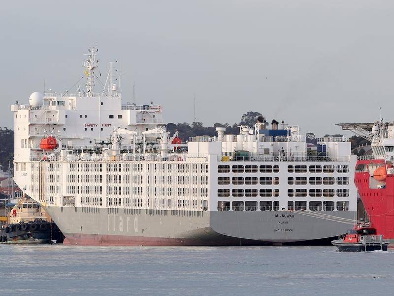 Sheep bound for the Al Kuwait ship docked in WA will not be loaded due to the live export ban.