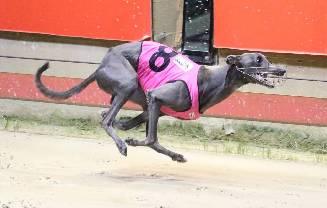 VOTING OPEN: Zipping Kyrgios is one of the greyhounds in contention for The People's Pup spot. Picture: GREYHOUND RACING NSW