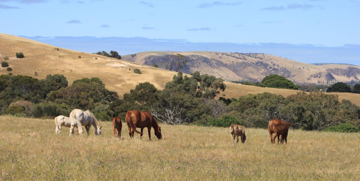 Learn to keep healthy horses and landscapes with Landcare