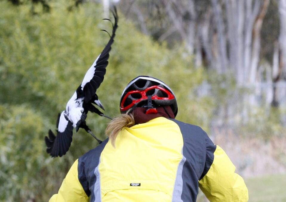 SWOOPED: An "aggressive" magpie swoop has already been reported in Bathurst. Are they swooping where you are? Photo: FILE