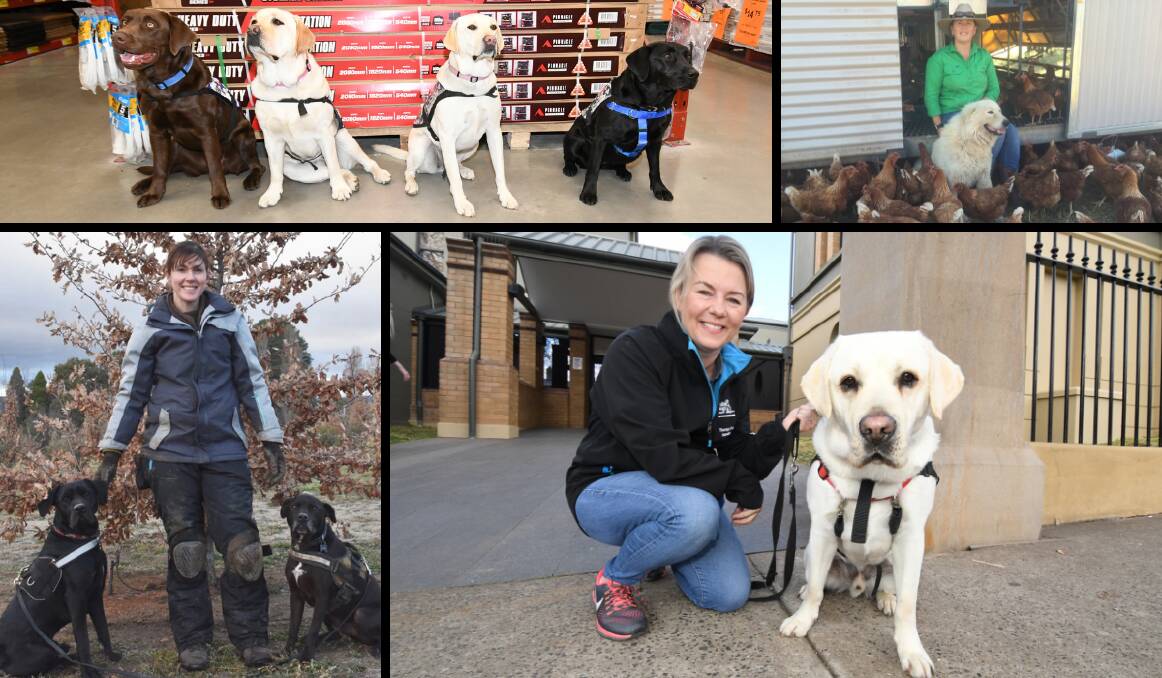 Region's working dogs are putting their best paw forward to help
