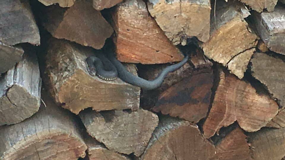 LOOK CLOSELY: Snakes, like this highland copperhead, are just starting to come out of their brumation due to the warmer weather. Photo: JAKE HANSEN