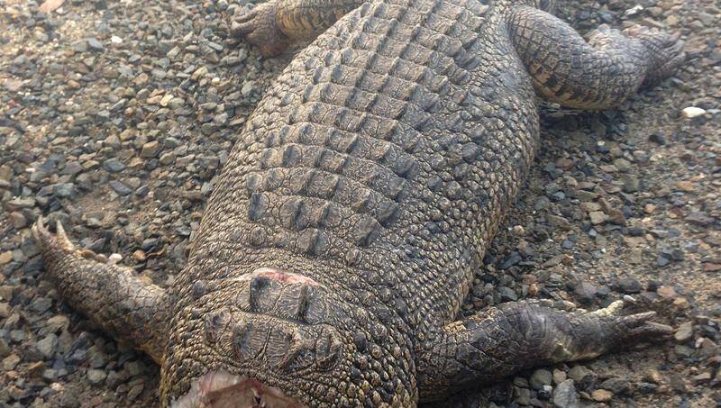 A decapitated three-metre crocodile was found in a Northern Queensland inlet in 2013.